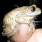 Forest Treefrog