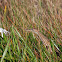 American Bittern