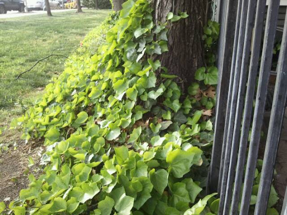 Spotting Image 1