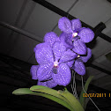 Dendrobium Orchids