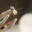 Large Brown Mantis