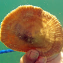 Disc/Mushroom/Tongue Coral