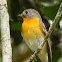 Mugimaki Flycatcher