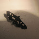 Grape Leaffolder Moth