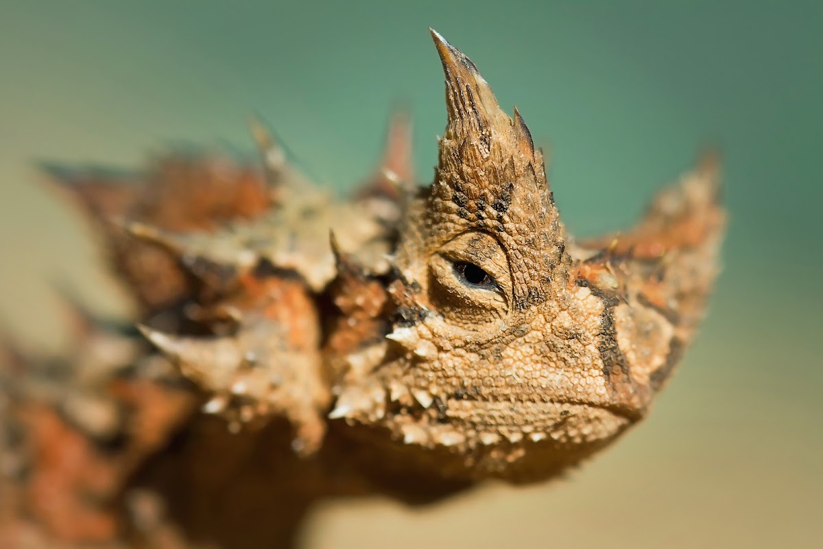 Thorny Devil