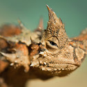 Thorny Devil