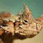 Thorny Devil