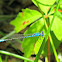 Blue-fronted Dancer