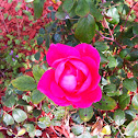 Pink Rose