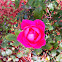 Pink Rose