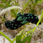 Crested Nembrotha Nudibranch
