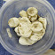 Corn Snake [Eggs Hatched]