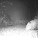 Virginia Opossum