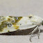 Olive-shaded Bird-dropping Moth