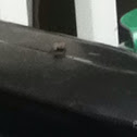 Fly