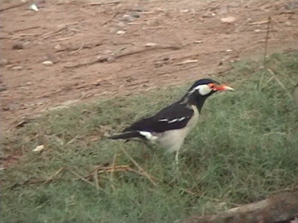 Spotting Image 1