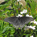 Pipevine Swallowtail (female)