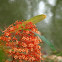  Pagoda Flower  