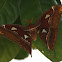 Atlas Moth