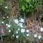 Alaska Starwort