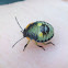 Green Stink Bug (nymph)