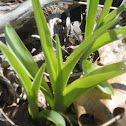 Day Lilly