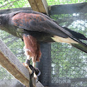 Harris Hawk