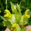 Yellow-rattle