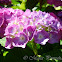 Bigleaf Hydrangea