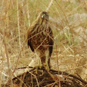 Besra (Juvenile Female)