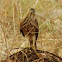 Besra (Juvenile Female)