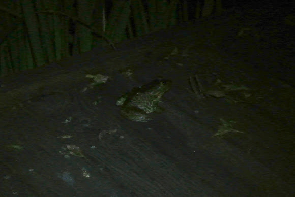 Spotting Image 1