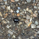 Dor beetle