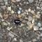 Dor beetle
