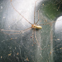 Daddy longlegs spider