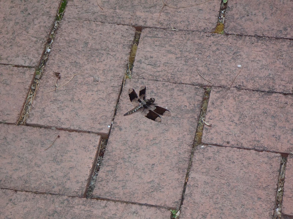 Spotting Image 1