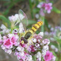 Hoverfly