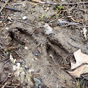 Deer tracks