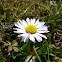 Daisy, Gänseblümchen