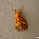 Tiger Moth