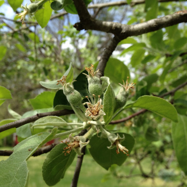 Macintosh apple tree Project Noah
