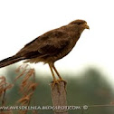 Chimango caracara