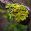 Lichen
