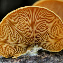 fungi