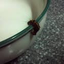 gypsy moth caterpillar