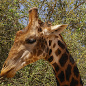 South African Giraffe