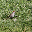Chipping Sparrow