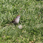 Chipping Sparrow