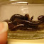 Millipede