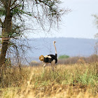 Common Ostrich